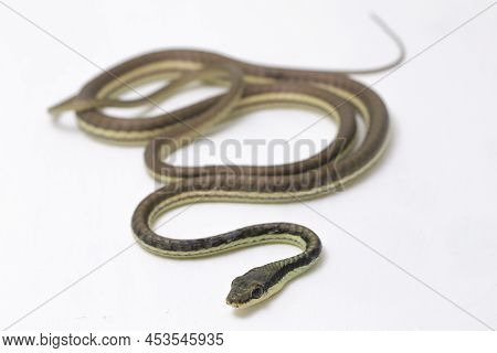Painted Bronzeback Snake Dendrelaphis Pictus On White Background
