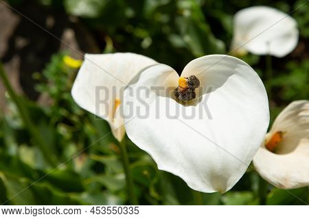 Beetles Tropinota Squalida Are On A Pistil Inside A Calla Lance Flower Against A Background Of Veget