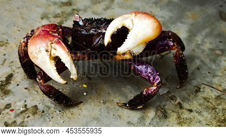 Beautiful Red And Maroon Color Indian Isolated Coconut Crab At The Beach