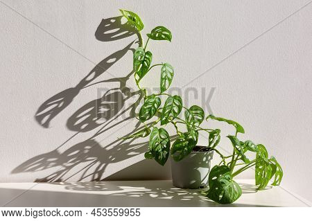 Monstera Monkey Mask (obliqua, Monstera Adansonii) In A Pot On White Background