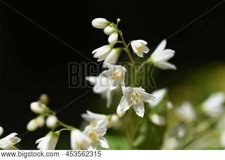 Slender Deutzia (deutzia Gracilis) Buds And Flowers. Hydrangeaceae Deciduous Shrub. Endemic To Japan