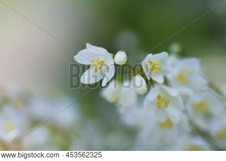 Slender Deutzia (deutzia Gracilis) Buds And Flowers. Hydrangeaceae Deciduous Shrub. Endemic To Japan