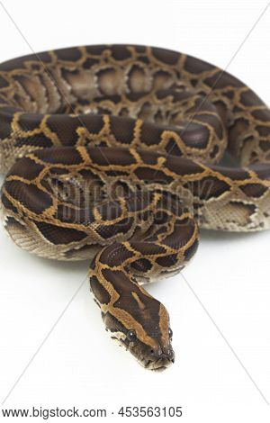 Snake Burmese Python, Python Molurus Bivittatus On White