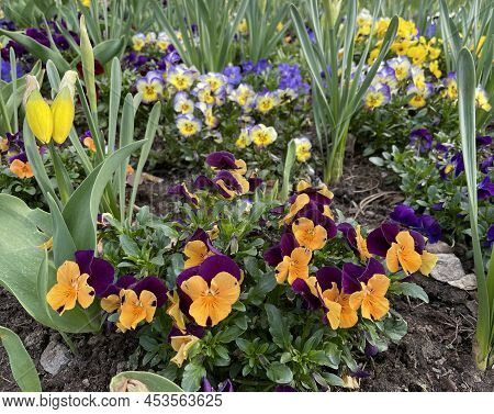 Flowerbed Of Pansies - Viola And Daffodils - Narcisus