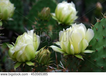 Delicate Yellow Prickly Pear Flowers With Soft And Prickly Thorns