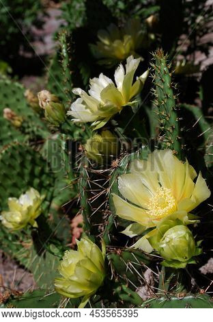 Delicate Yellow Prickly Pear Flowers With Soft And Prickly Thorns