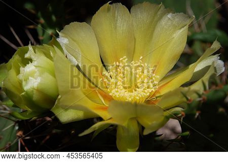 Delicate Yellow Prickly Pear Flowers With Soft And Prickly Thorns