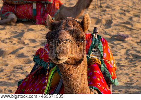 Portrait Of A Camel, Face While Waiting For Tourists For Camel Ride At Thar Desert, Rajasthan, India