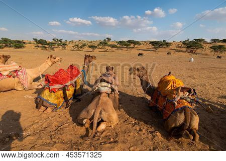 Camels With Traditional Dresses, Waiting Beside Road For Tourists For Camel Ride At Thar Desert, Raj