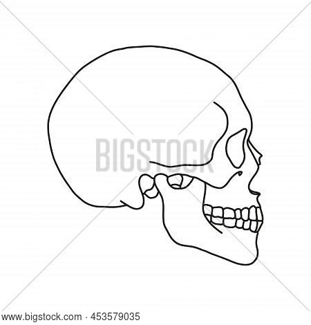 A Human Skull, Drawn By Lines On White Background. Vector Stock Illustration.