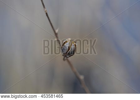 Crepe Myrtle Empty Dry Seed Pod In The Spring