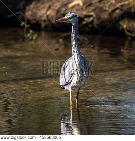 Grey Heron, Ardea Cinerea, A Massive Gray Bird Wading Through A Flat Lake Searching For Fish, With F