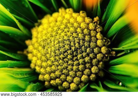 Green Daisy Shows Close Up Of Pollen