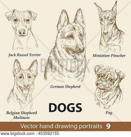 Hand Drawing Set Of A Cute Dogs Breeds Part 9. Dogs Head Isolated On Beige Background. Pencil Hand D