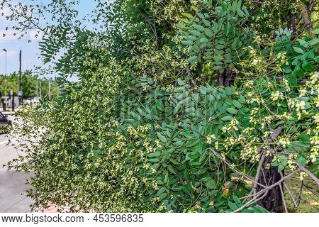 A Blooming Styphnolobium Japonicum Grows On A City Street In Mykolaiv, Ukraine. Branches With Leaves