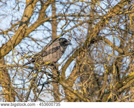 The Crow Sits On A Beautiful Picturesque Branchy Tree Without Leaves In Early Spring.