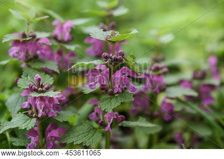Pink Flowers Of Spotted Dead-nettle Lamium Maculatum. Lamium Maculatum Flowers Close Up Selective Fo