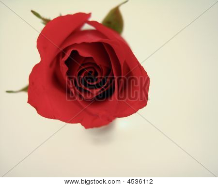 Amour Rose