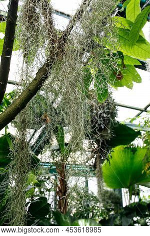 Spanish Moss (tillandsia Usneoides) Is An Epiphytic Flowering Plant That Often Grows Upon Large Tree