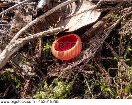 Cup-shaped Fungus Scarlet Elfcup (sarcoscypha Austriaca) Fruit Bodies Growing Near Fallen Pieces Of 