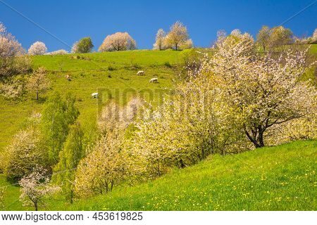 Spring Rural Landscape With Flowering Fruit Trees On A Sunny Day. The Village Of Hrinova In Central 