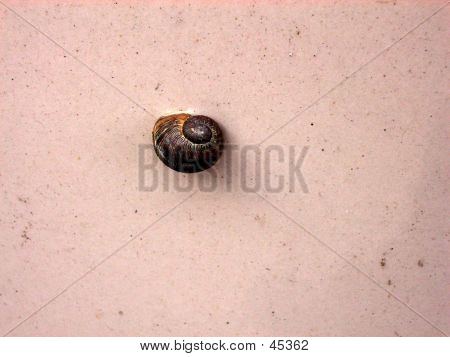 Snigel