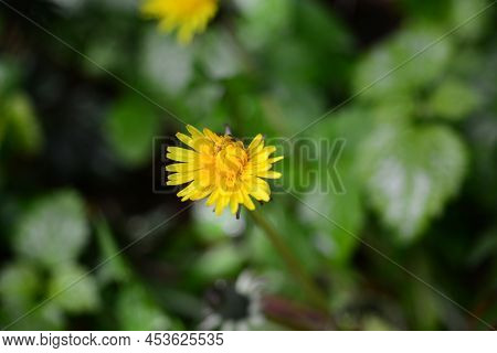 Yellow Blooming Dandelion Against Green Blurred Leaves