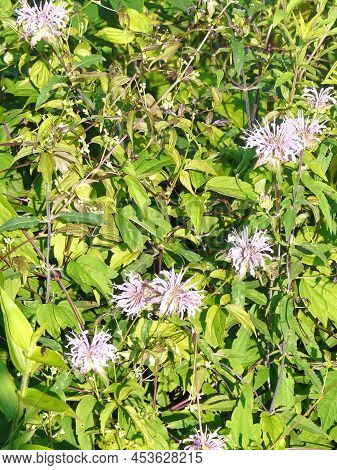 This Group Of Pink Wild Bergamot Plants In The Monarda Genus Of The Mint Family Are Growing Along Th