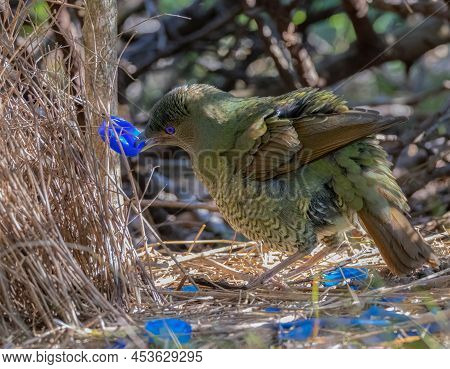 A Female Satin Bowerbird Bower Holding A Blue Bottle Cap At A Bower In A Forest