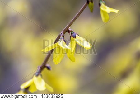 Forsythia. Blooming Forsythia Bush. Yellow Flower On A Branch Of Forsythia.