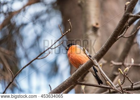 Bullfinch, Pyrrhula Pyrrhula, Sitting On A Branch Branch With Green Buds In The Spring. The Eurasian