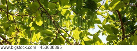 Sunlit Tree Branches With Fresh Green Foliage Bunner. Sunlight Coming Throug The Leaves.