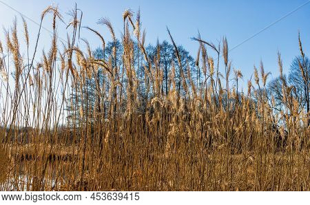Kamysh - Perennial Coastal Aquatic Plants, Near The River Bank On A Sunny Spring Day