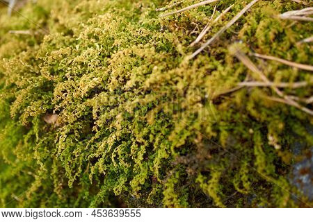 Forest Floor Carpet Covered In Green Moss - Long-leaved Tail-moss Anomodon Longifolius In Wet Forest