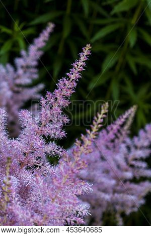 Pink Small Astilba Flowers Close-up. Delicate Pink Background Blurred. Selective Focus. High Quality