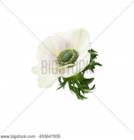 White Anemome White Green Center Isoated On White Background.