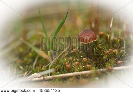 The Mushroom Grows Among The Moss. Macro World Of Moss And Mushrooms.
