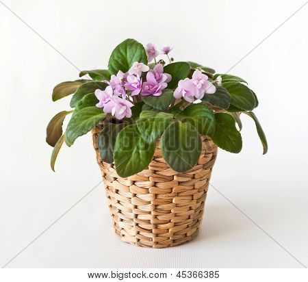 Saintpaulia doniczkowa