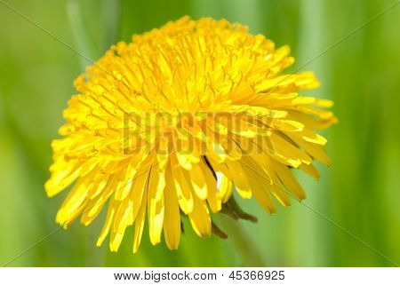 Primavera linda flor fundo