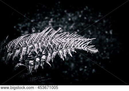 Leaves Of One Of The Most Handsome Fern Known As Alphine Wood Fern. Leaves Isolated With Black Backg