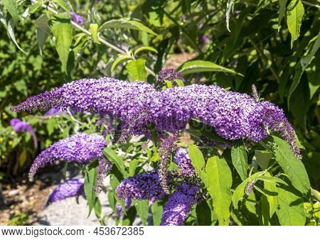 Buddlejaceae Buddleja Officinalis. Bright Bloom Of Buddleja In A Summer Park.