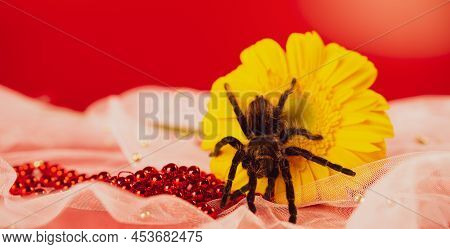 Big Spider On Yellow Flower. Shaggy Tarantula On Gerbera Flower. Close Up.
