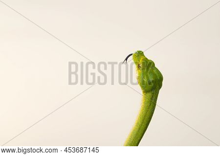 Corallus Caninus - Green Snake Coiled Into A Ball.