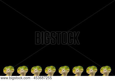 Corallus Caninus - Green Snake Coiled Into A Ball.