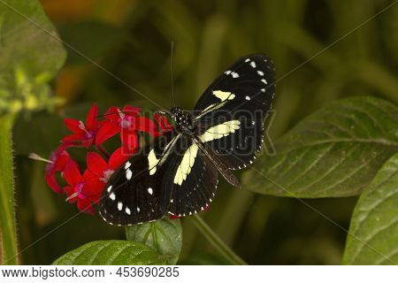 The False Zebra Longwing Or Atthis Longwing (heliconius Atthis).
