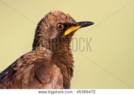 Srokaty szpak zbliżenie portret