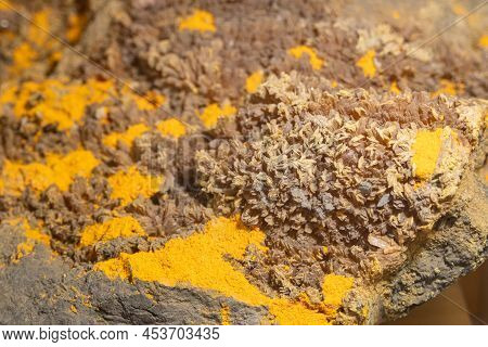 Accumulation Of Crustaceans. Cretaceous Period, Mineral. Close-up, Texture Of Bivalves