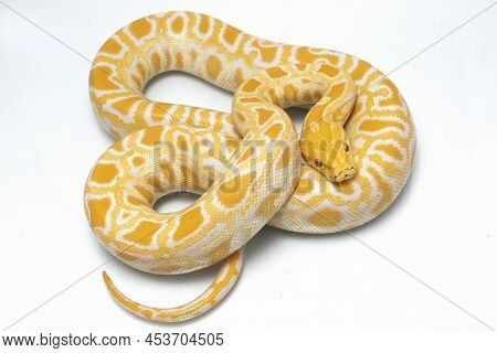 Albino Burmese Python Snake Molurus Bivittatus Isolated On White Background