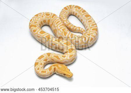 Albino Burmese Python Snake Molurus Bivittatus Isolated On White Background