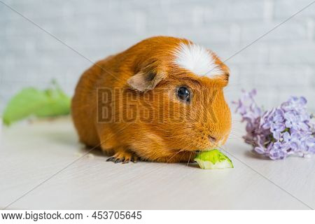 The Red Domestic Guinea Pig Cavia Porcellus, Also Known As Cavy Or Domestic Cavy